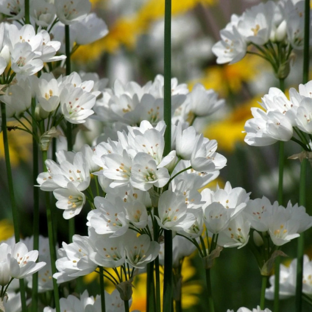 Bulbe d'ail de naples sachet de 25 bulbes