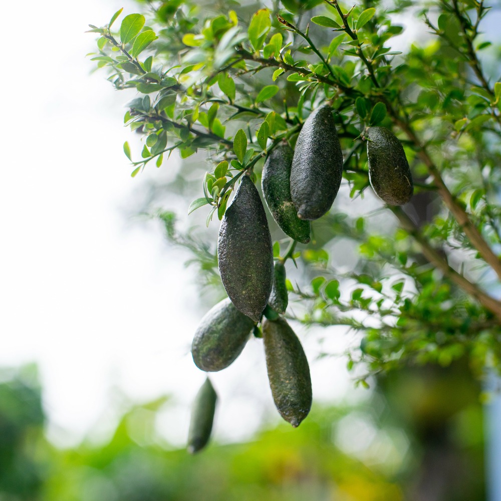 Citron caviar - le pot / ø 12cm / hauteur livrée 15-20cm