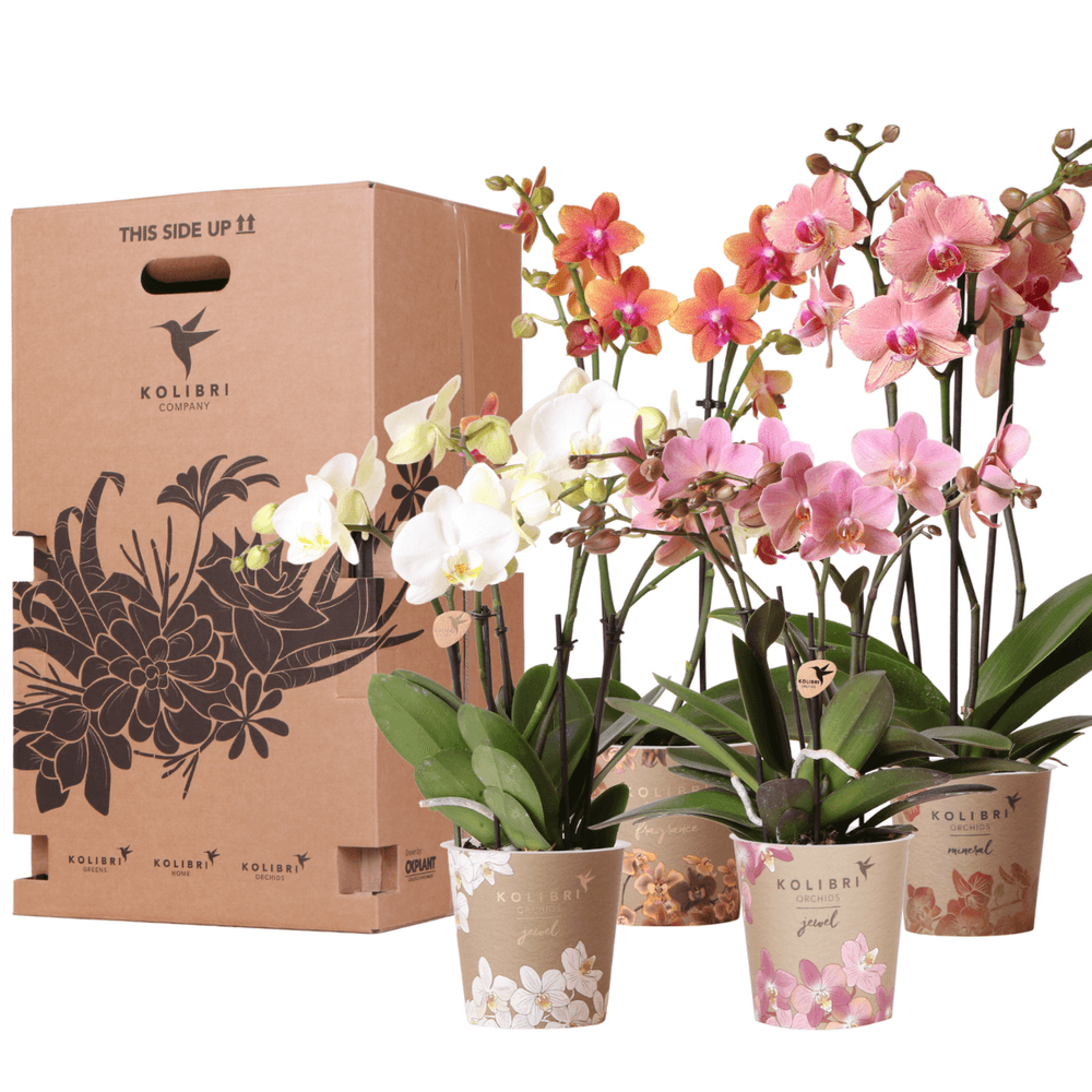 Coffret surprise de 4 orchidées phalaenopsis - pot de 12cm - plantes d'intérieur
