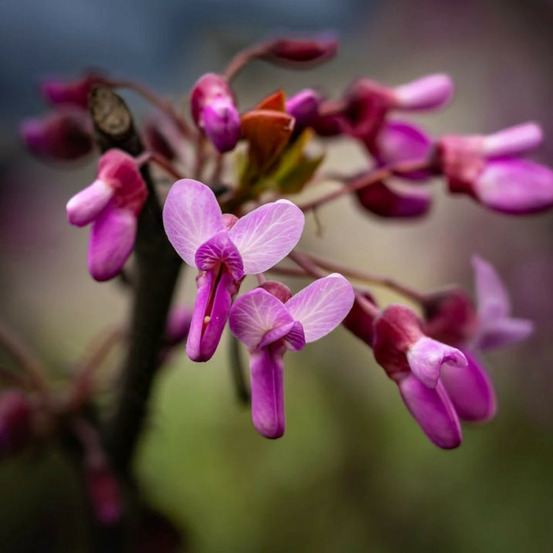 Cercis du canada traveller pot de 15l - baliveau