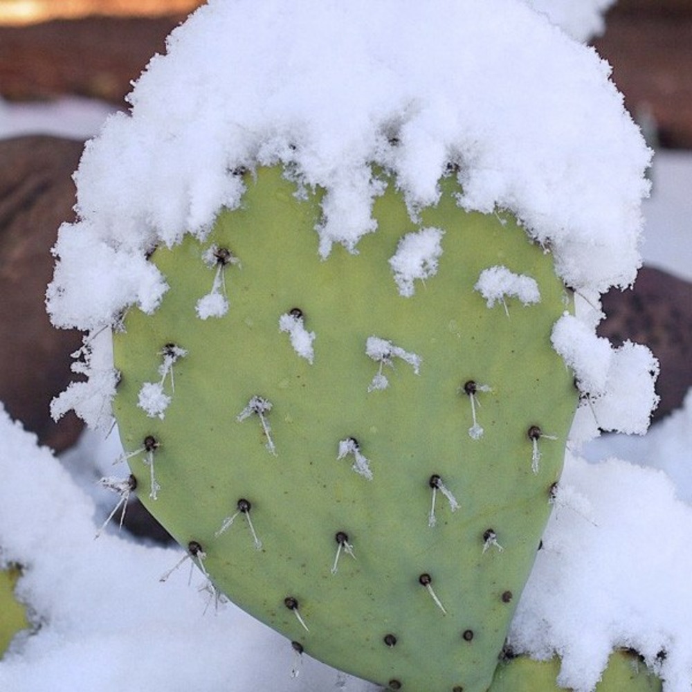 Cactus raquette 'var. Rastrera' pot de 4l/5l