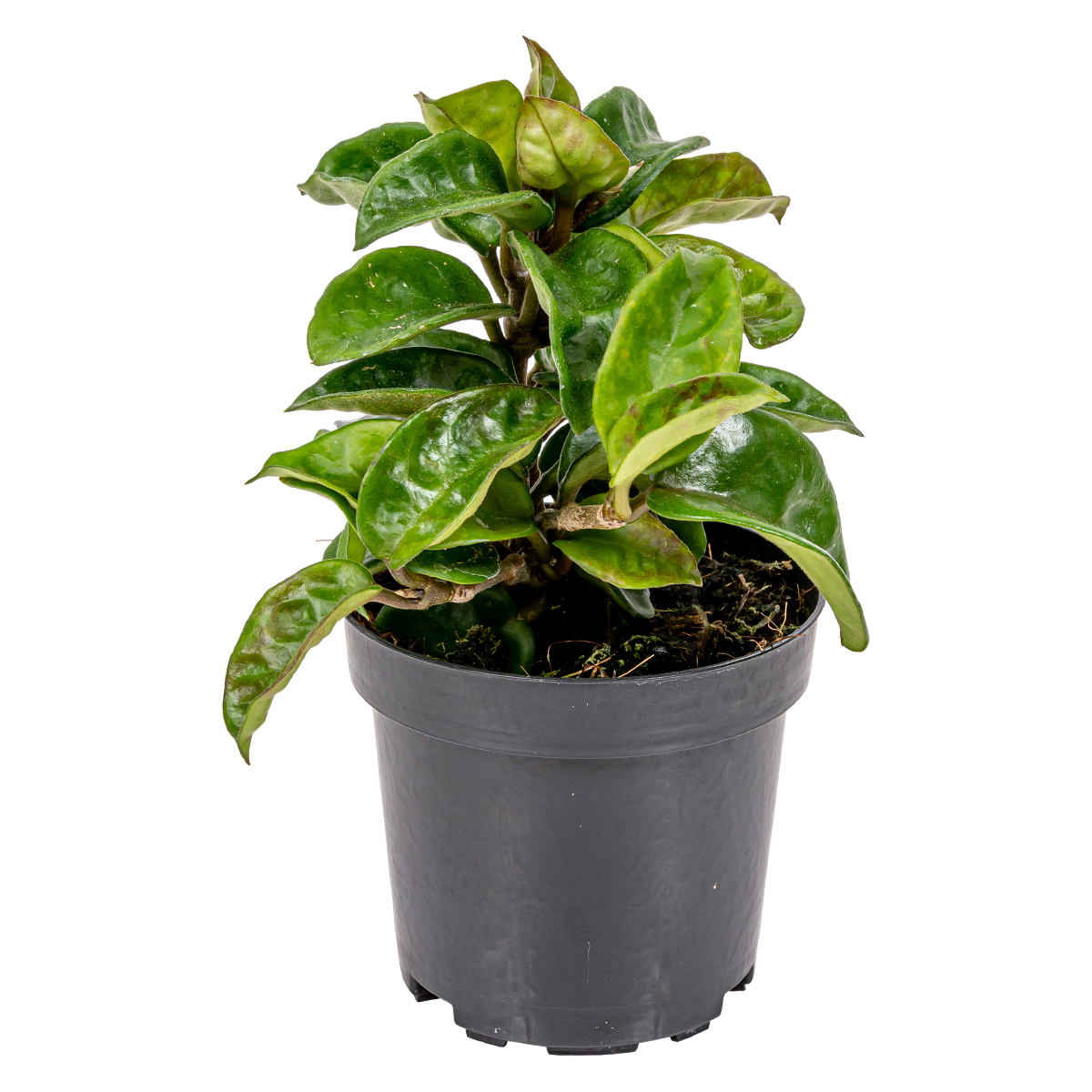 Hoya 'krinkle' par pièce - kamerplant en kwekerspot 10 cm - 15 cm