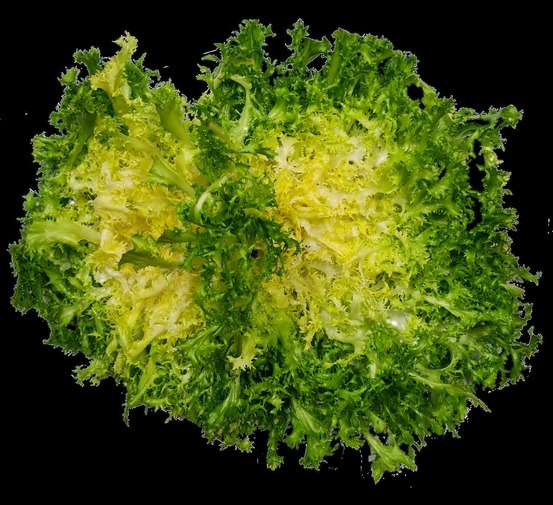 Sachet de graines de chicorée frisée grosse pommant seule - sachet de 4 grammes - petite entreprise française