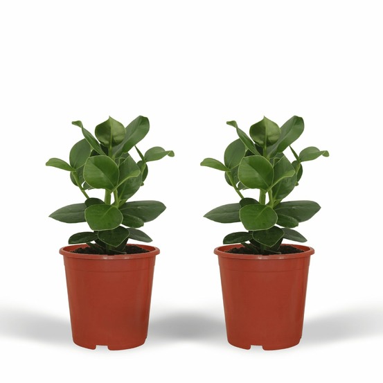 Clusia princess (abre signature) - 2 pièces - h15 cm - ø12 cm