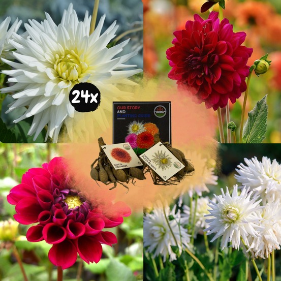 Dahlia bulbes - mix romantic beauties, playa blanca & heatwave, 24 pièces