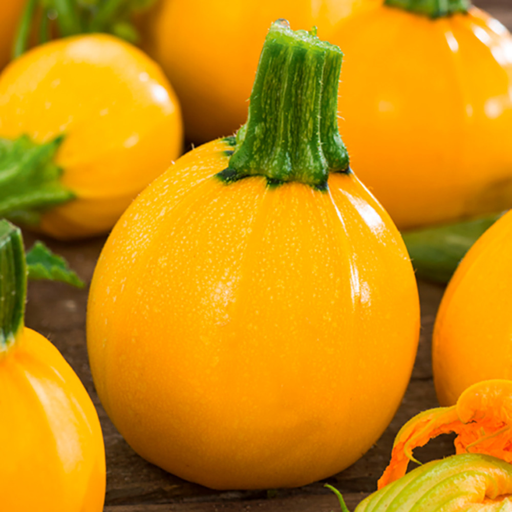 Plant de courgette jaune ronde one ball pot 0,5 l