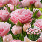 Tulipa dreamer - bulbes de tulipes x20 - bulbes à fleurs pour jardin, terrasse ou balcon