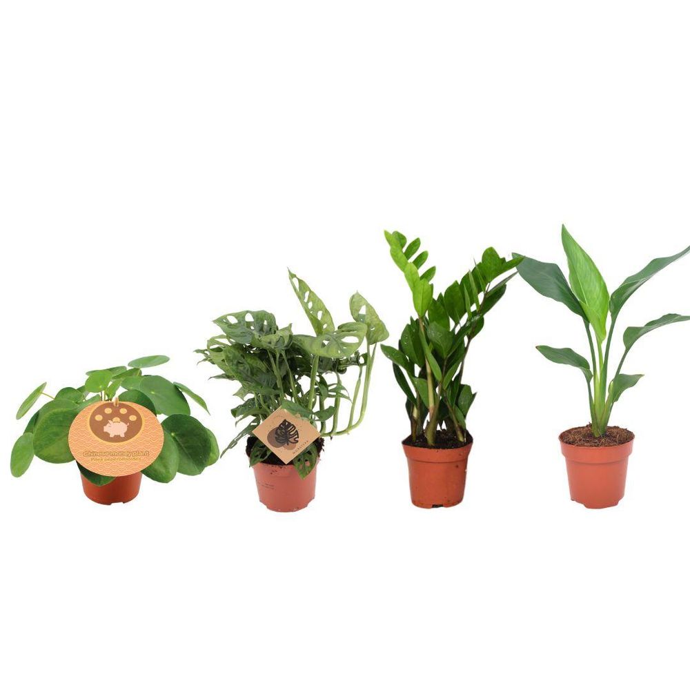 Bac à plantes - 4 pièces - ø12cm - ↕20-40cm