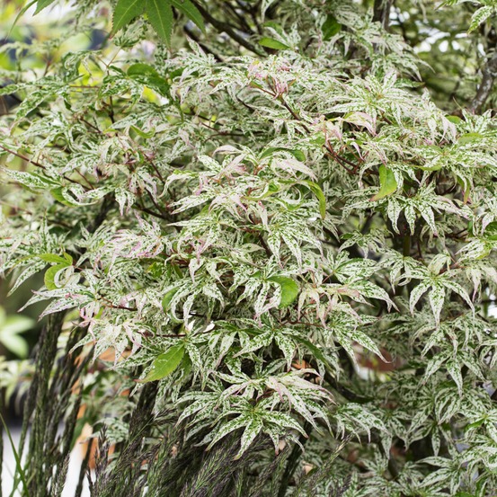 Erable du japon ukigumo - le pot / ø 15cm