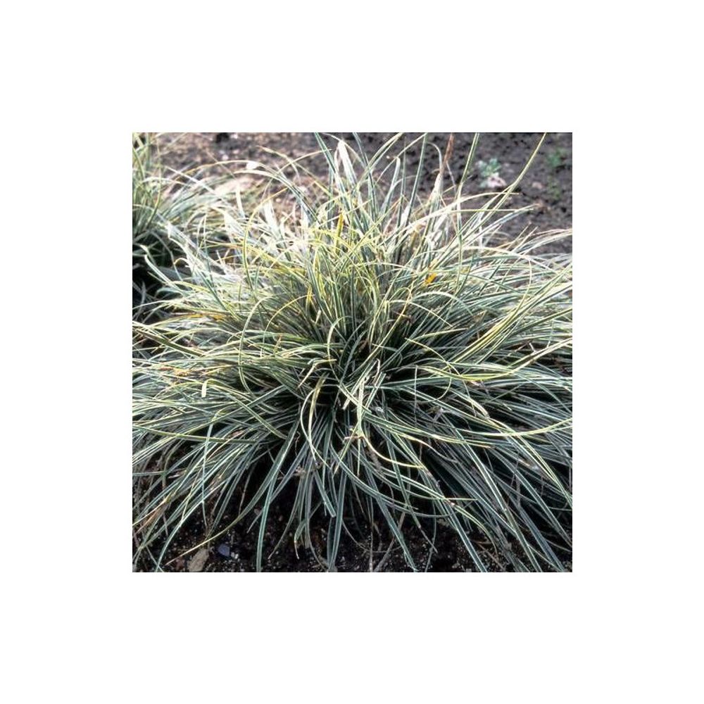 Laîche conique snowline, carex lot de 3 godets