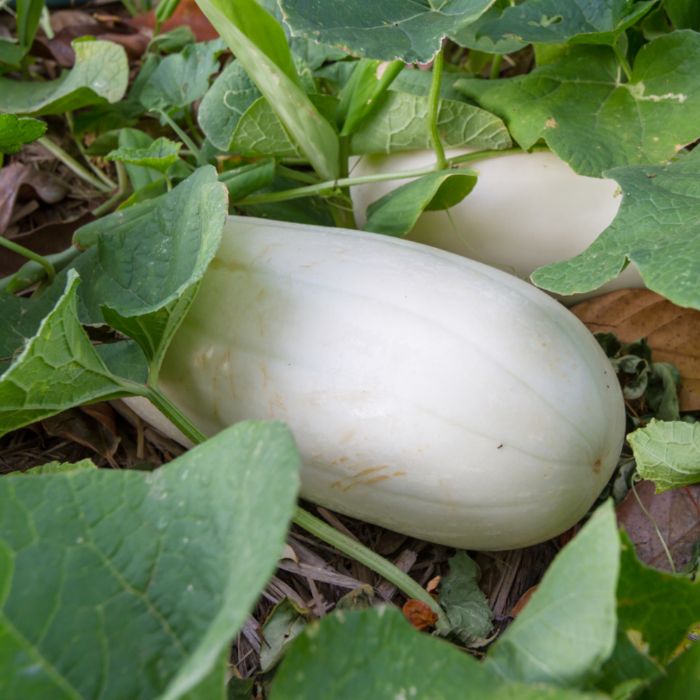 Plant courge spaghetti en pot