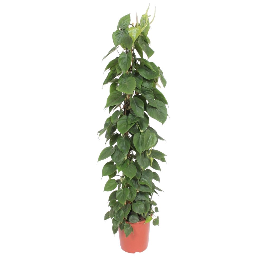 Philodendron bipinnatifidum cum laude - plantes d'intérieur