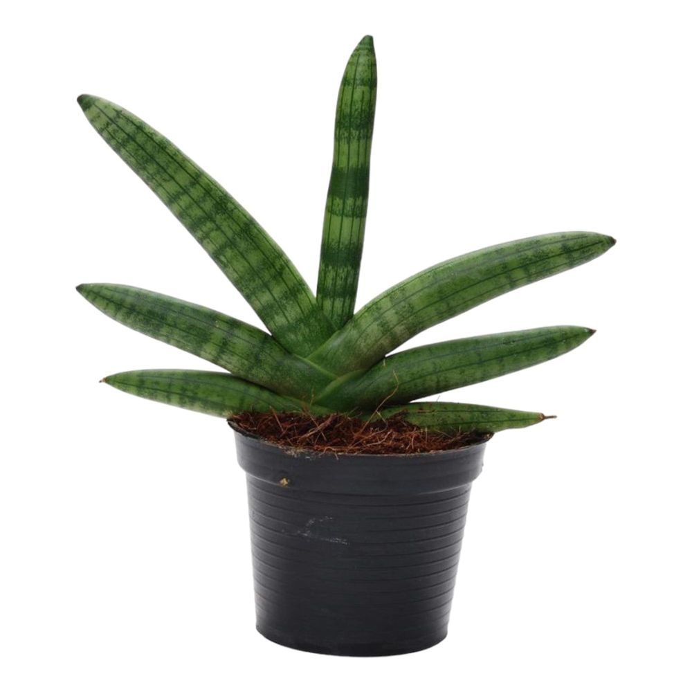 Sansevieria - plantes d'intérieur