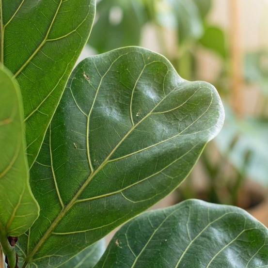 Ficus lyrata - h85 cm - ø21 cm