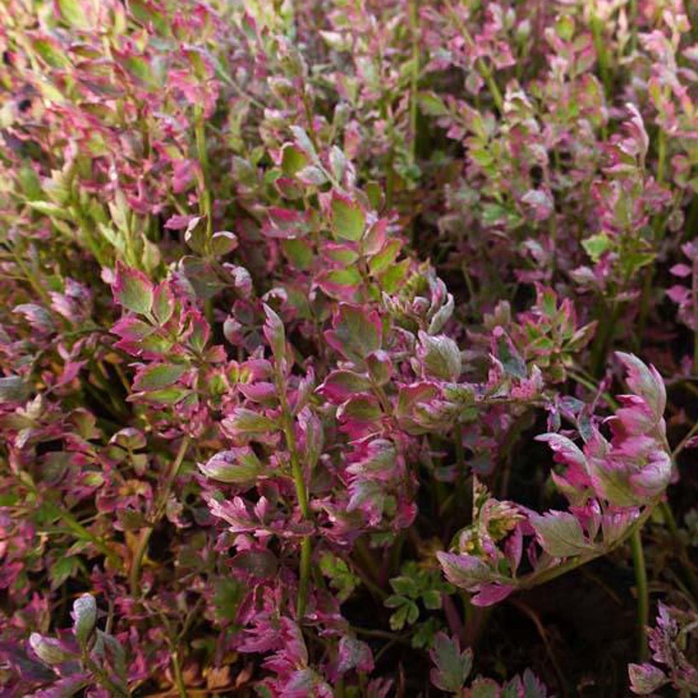 Oenanthe javanica 'flamingo' godet de 8/9 cm