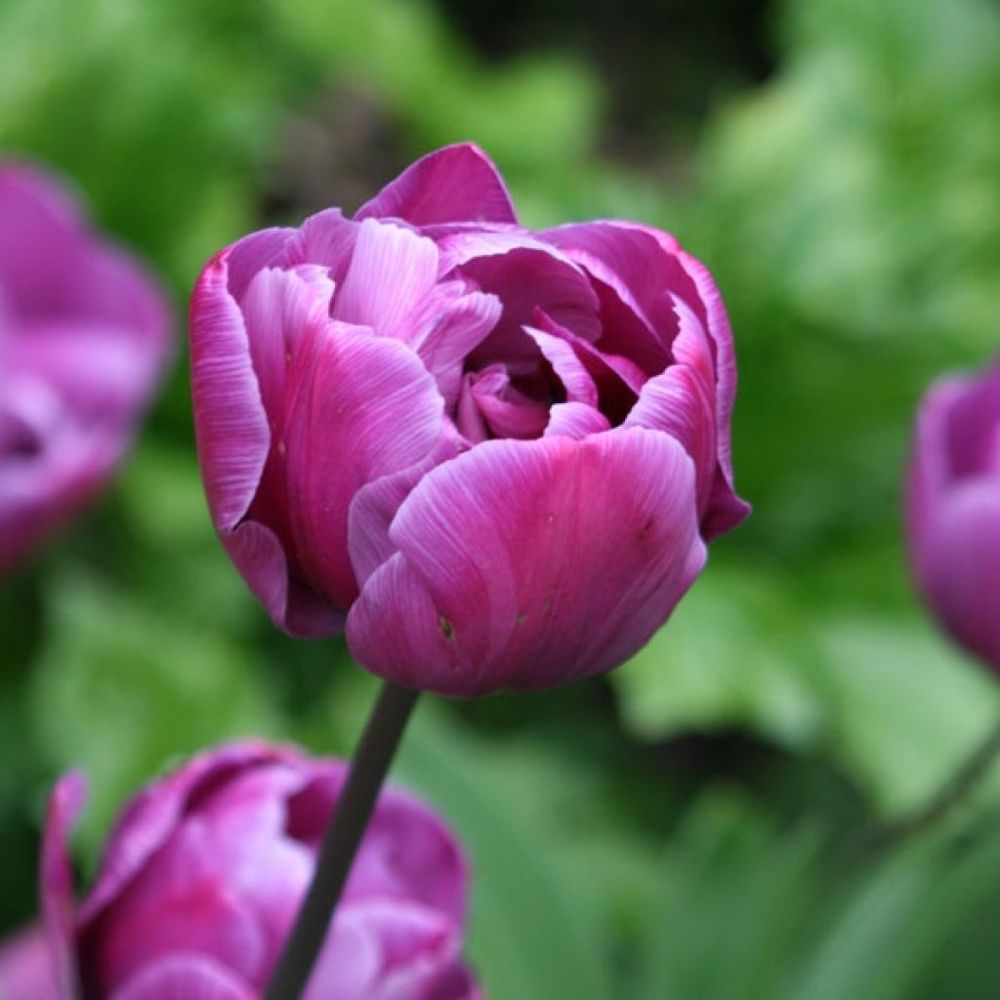 Tulipe double tardive 'blue diamond' bulbe calibre 11+ (par 10)