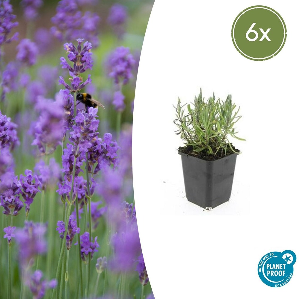 Lavande angustifolia 'munstead' x6 – entre 0,38 et 0,5m2