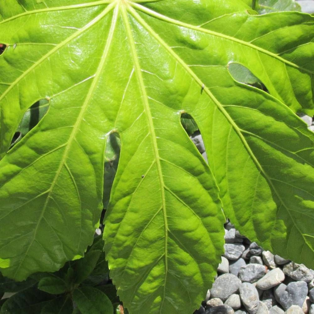 Fatsia du japon, faux-aralia du japon pot de 3l - touffe