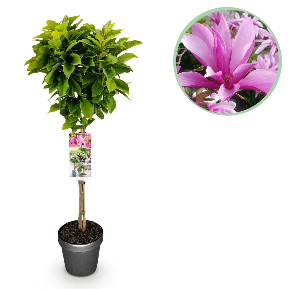 Magnolia susan - pot 19 cm - hauteur 90 cm