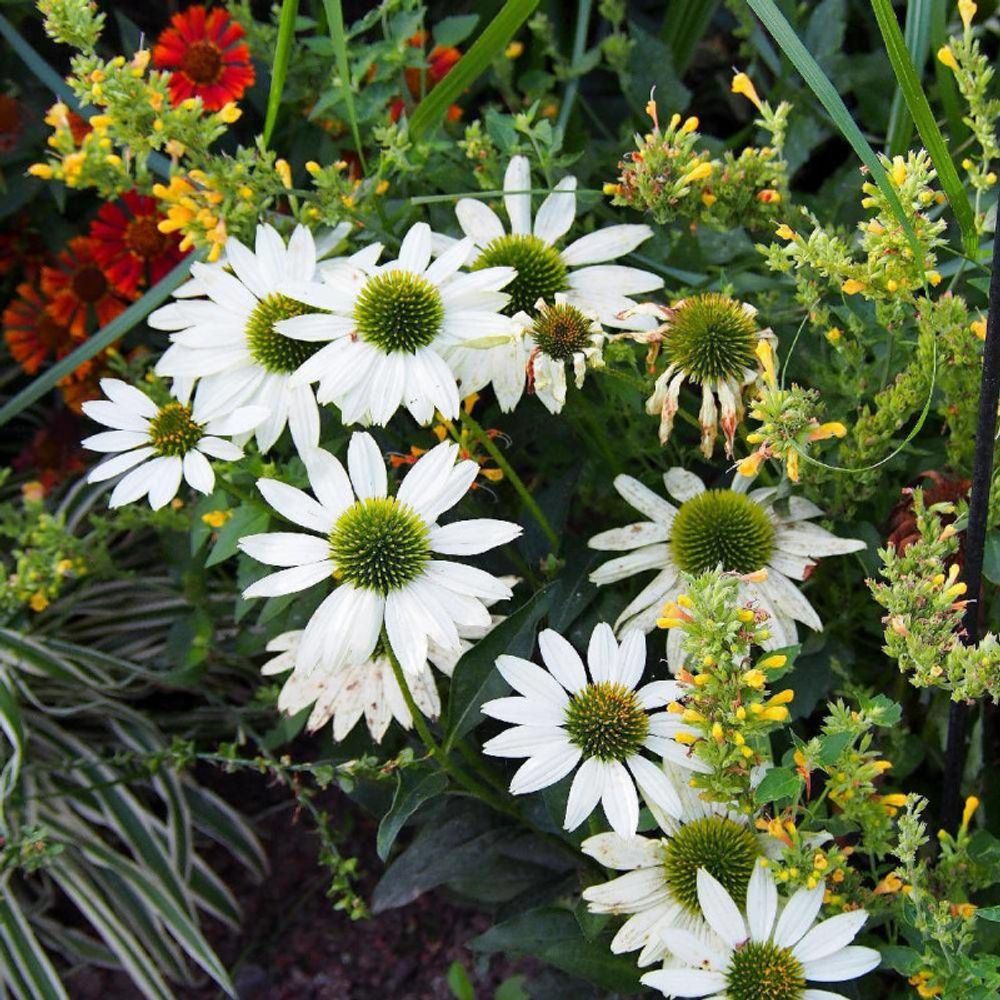 Échinacée kismet white lot de 9 godets