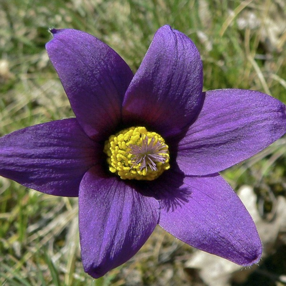 Anémone pulsatile 'violet' godet de 7/8 cm