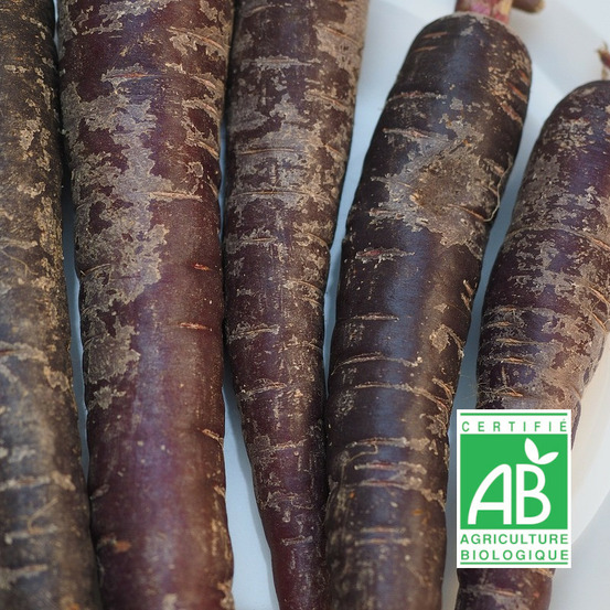 Graines de carotte violette purple haze - sans traitement sachet