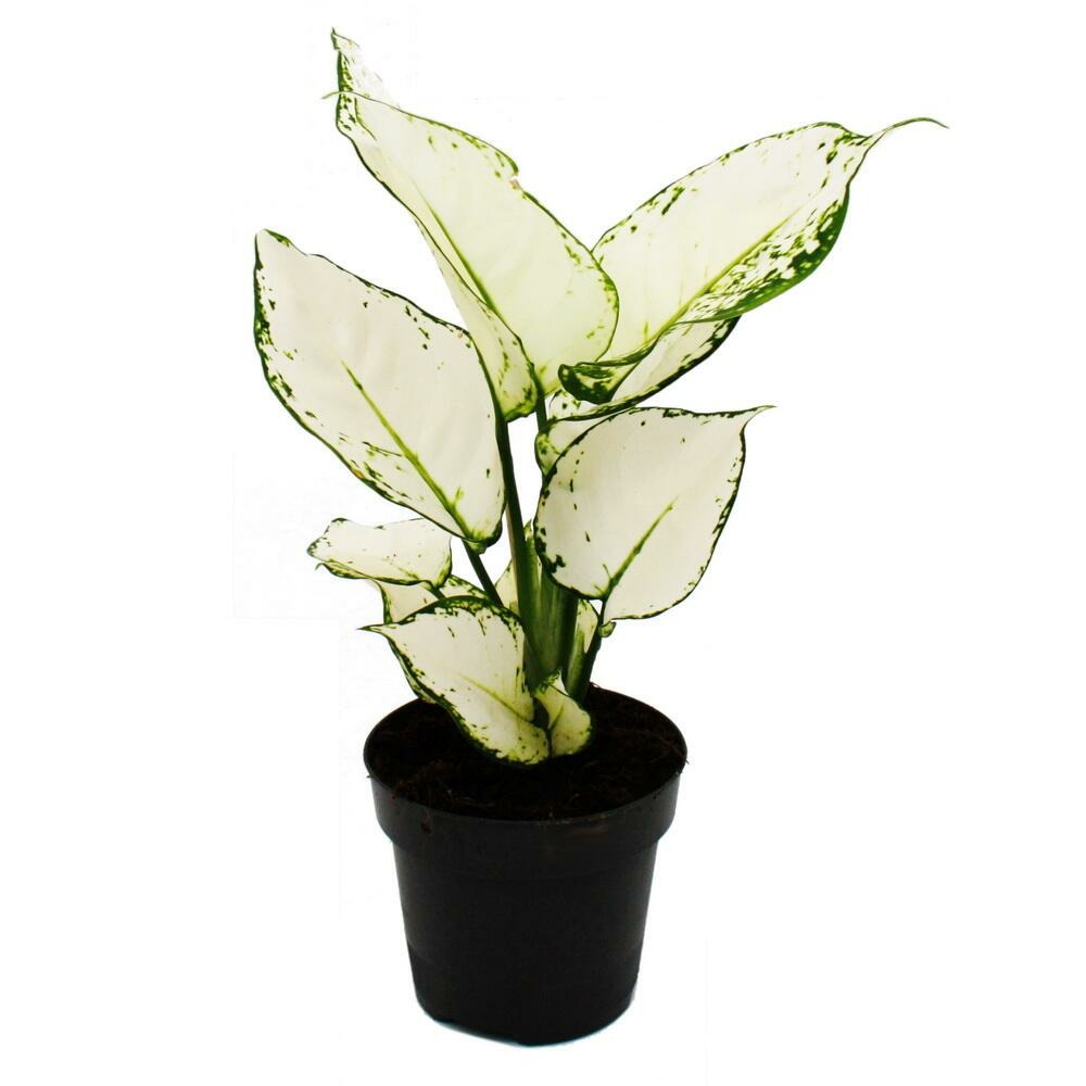 Aglaonema white joy - filament d'épi bigarré - variétés originales - 12cm - hauteur environ 25-30cm