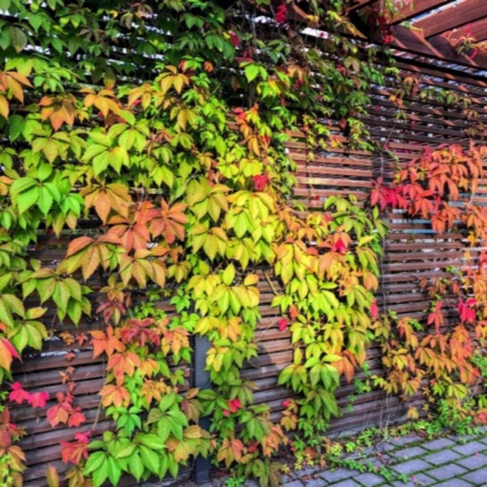 Vigne vierge 'veitchii robusta'