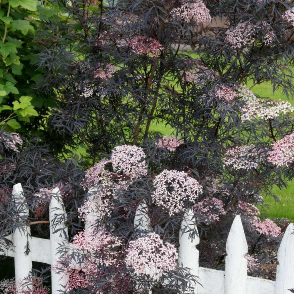 Sureau noir black lace® 'eva', sambucus pot de 3l - 20/40 cm