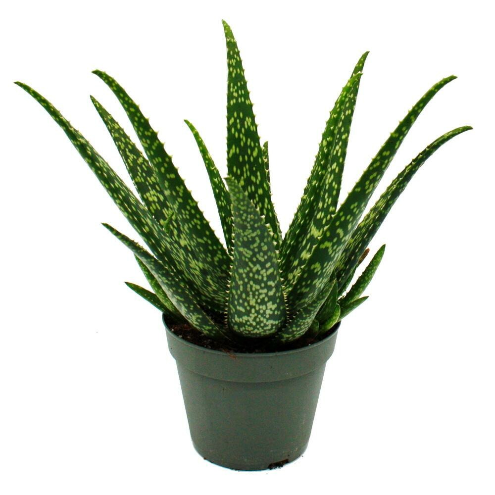 vitamines aloe vera Aloe Vera & Nopal Cactus Supplement main image 0