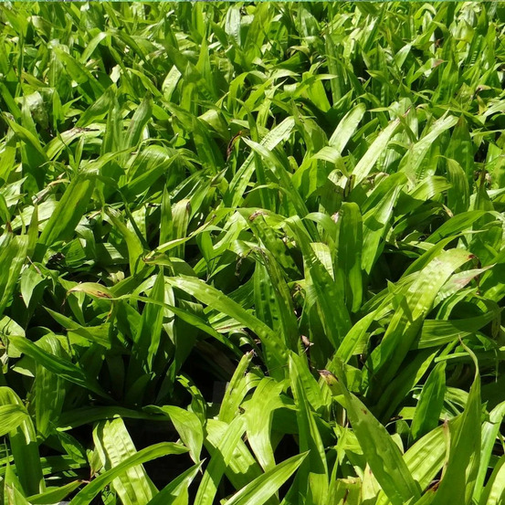 Laîche à feuilles de plantain lot de 3 godets