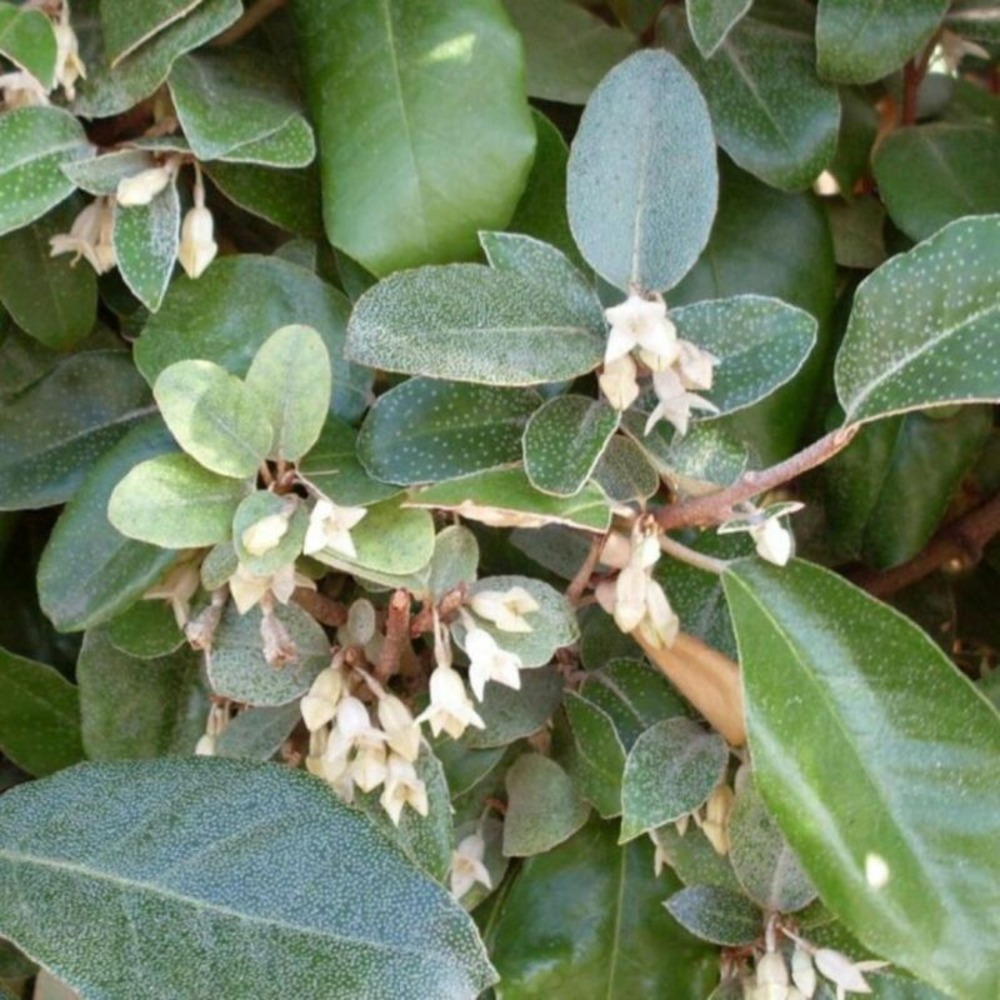 Chalef - elaeagnus ebbingei 80cm en pot