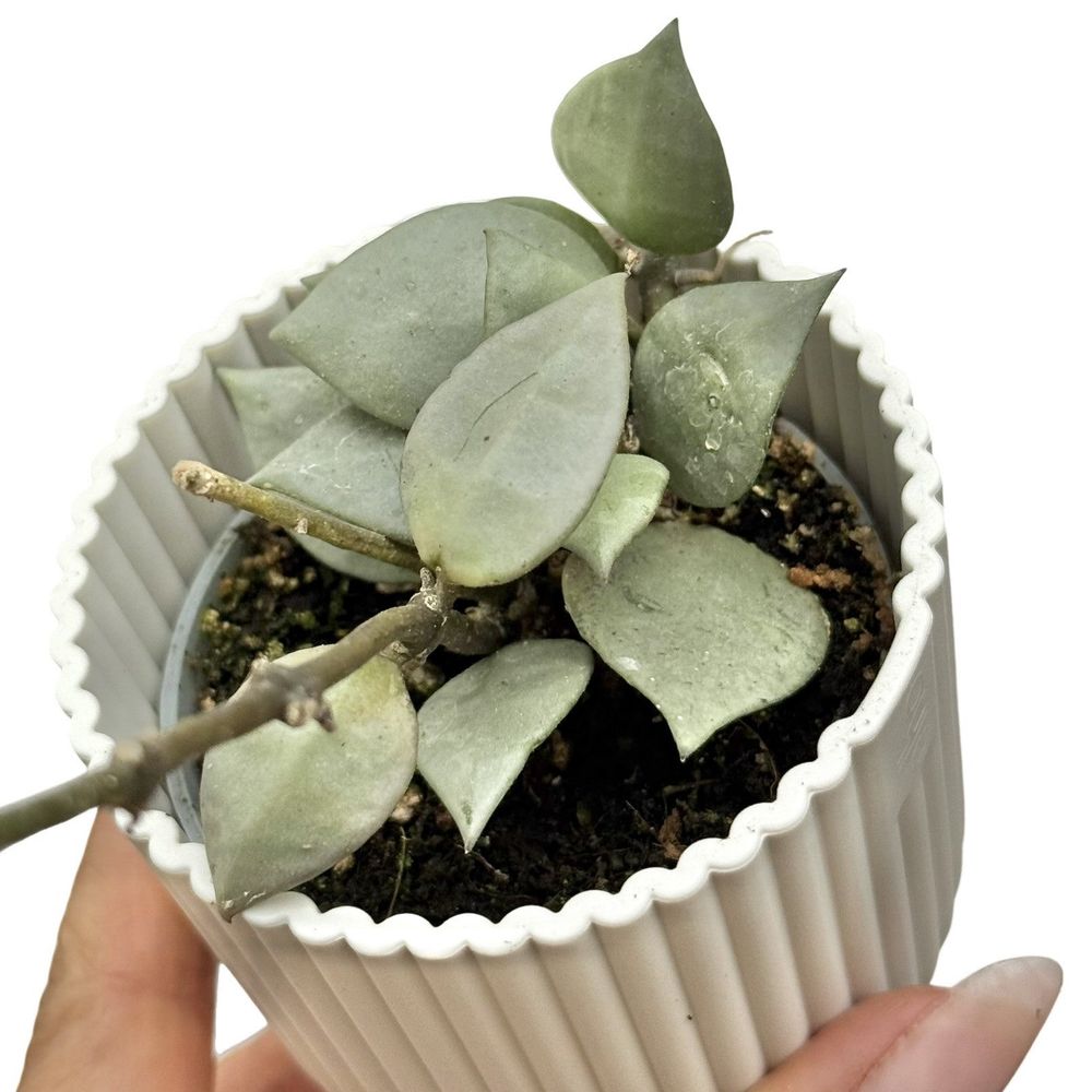 Hoya silver eskimo - pot de 6cm