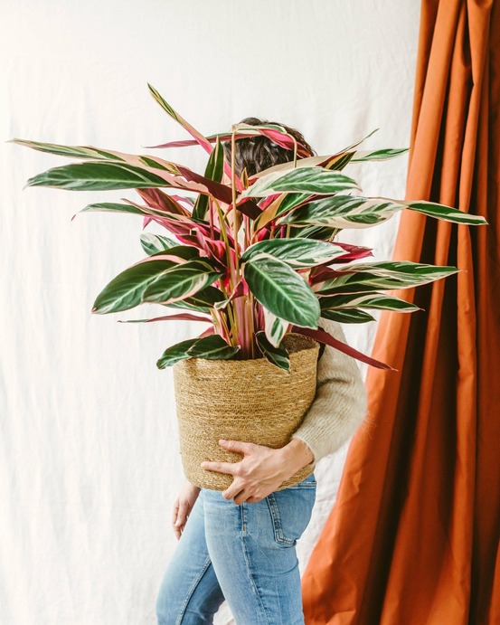 Stromanthe - calathea triostar