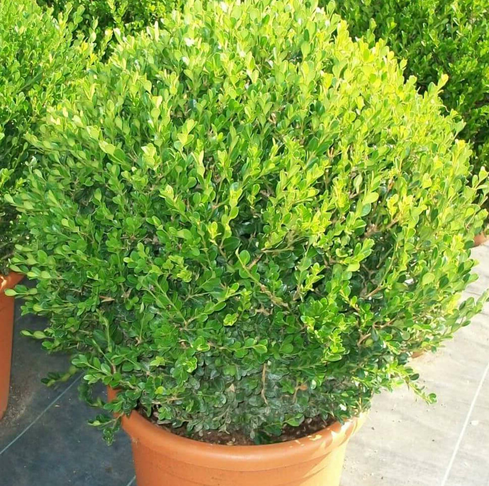 Buxus microphylla 'faulkner' (buis commun) pot de 10l - 90/100cm