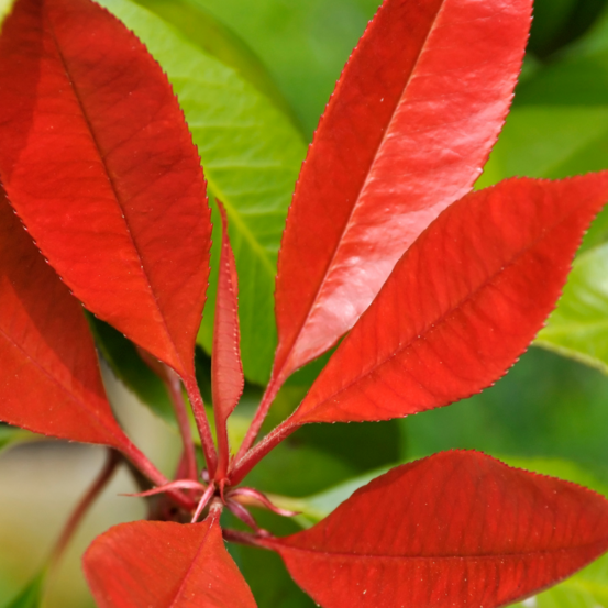 Photinia little red robin - photinia little red robin pot 2l