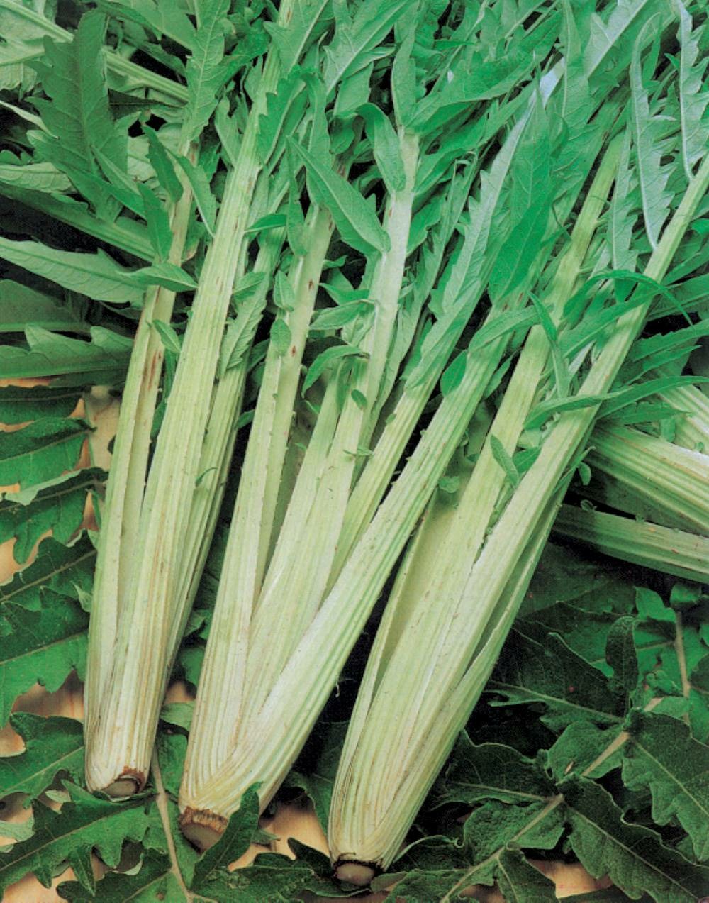 Cardon plein blanc inerme - 5 g