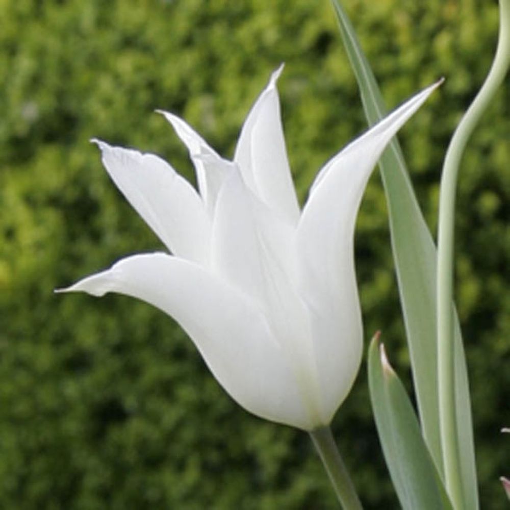 Tulipe fleur de lis 'sapporo' bulbe calibre 12+ (par 10)