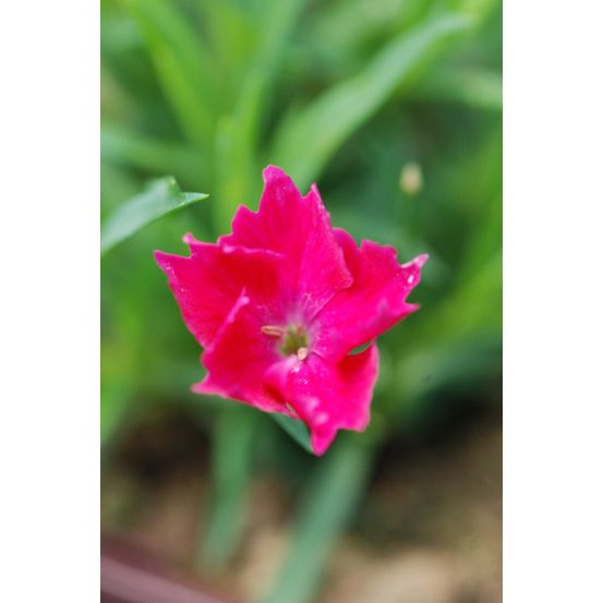 Oeillet kahori ? Rose - en pot de 3 litres