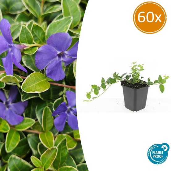 Petite pervenche 'argenteovariegata' x60 – entre 3,75 et 5m2