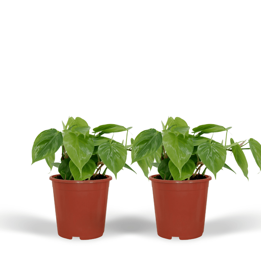 Philodendron scandens - plantes d'intérieur