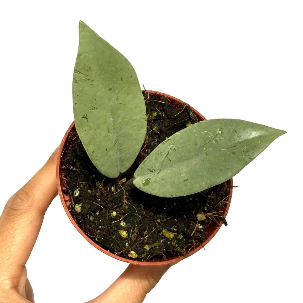 Hoya carnosa 'wilbur graves silver' - pot de 8cm - plantes d'intérieur