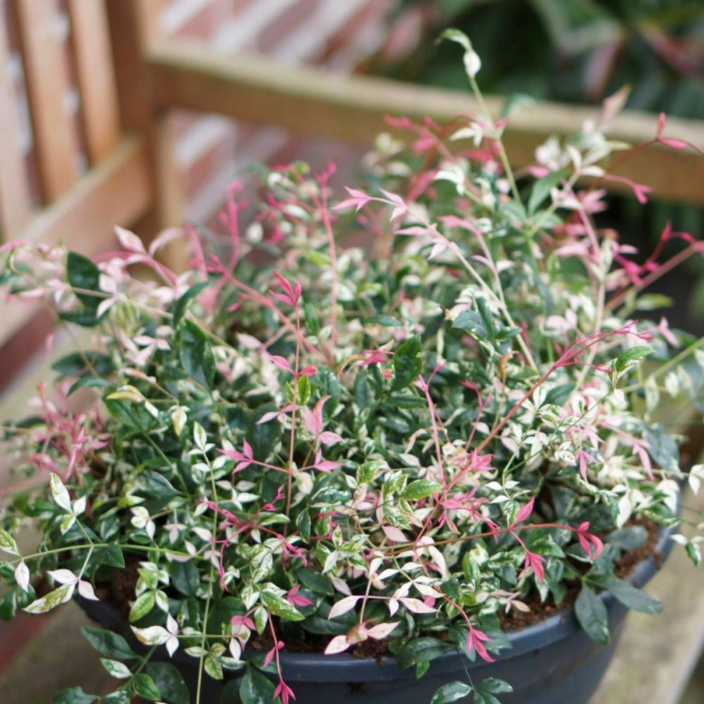 Bambou sacré sensation® 'twilight', nandina pot de 3l - 20/40 cm