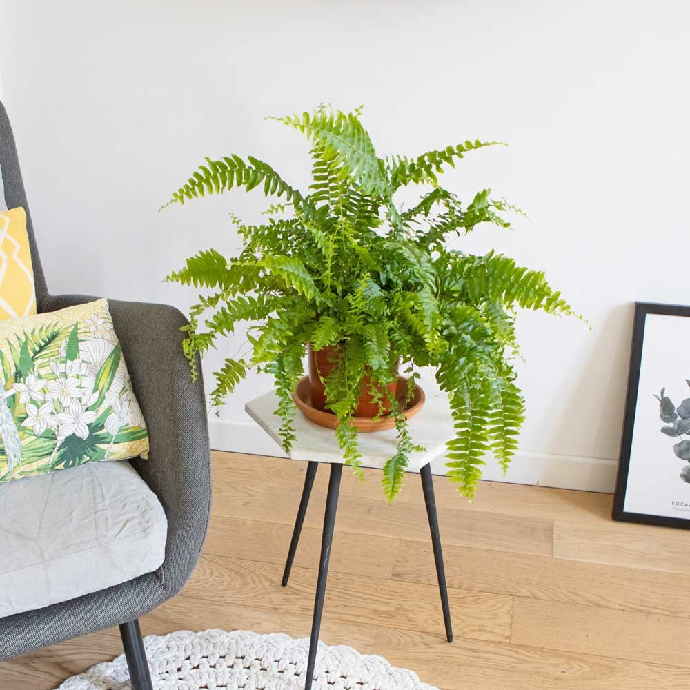 Grande fougère de boston d17 h45 cm