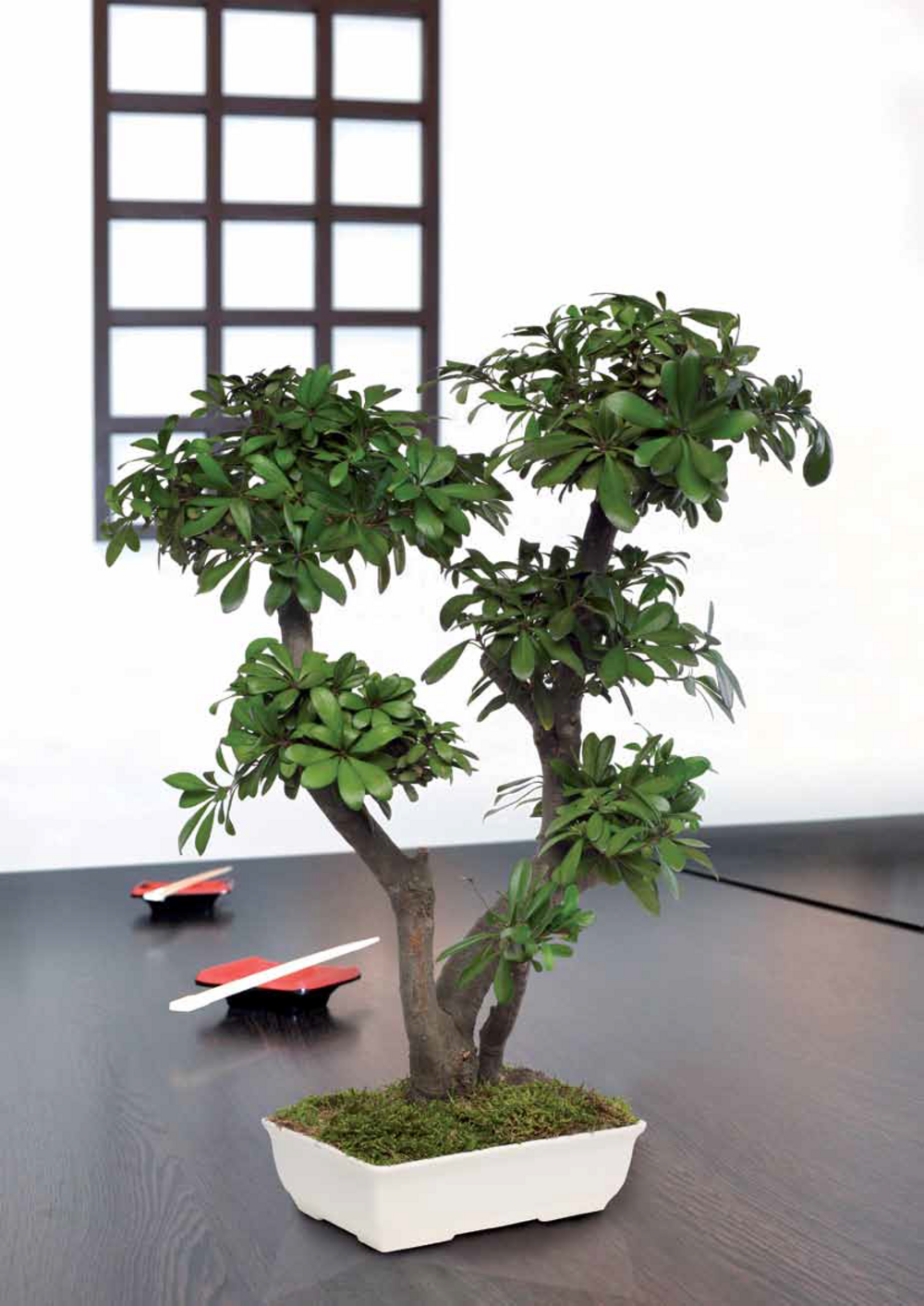 Bonsaï Tobira naturel stabilisé 50 cm