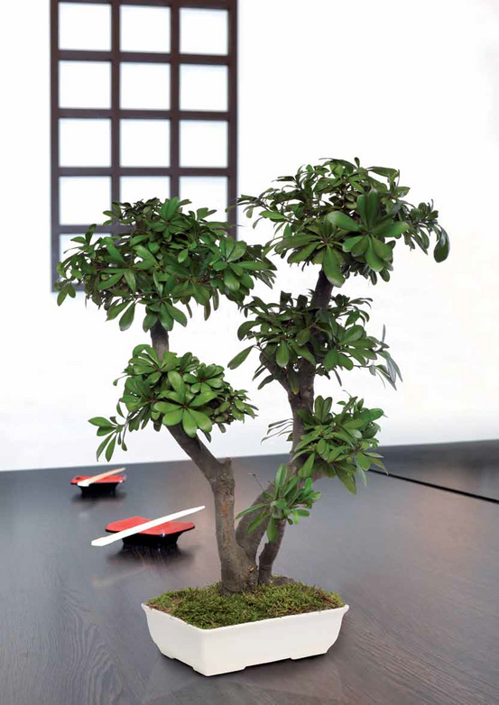 Bonsaï pitosporum stabilisé 50 cm