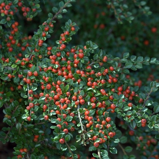 Cotonéaster rampant pot de 2l/3l