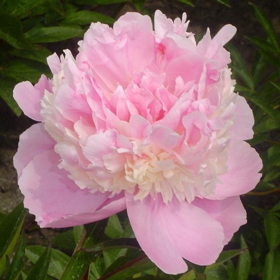 Pivoine de chine 'sorbet' pot de 3l/4l