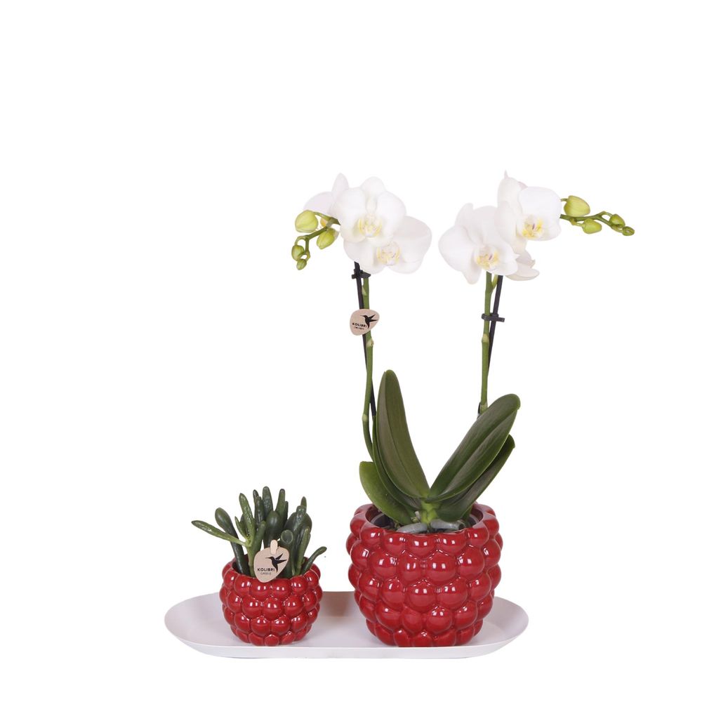 Orchidée phalaenopsis blanche (phalaenopsis) - set avec rhipsalis sur plateau en bambou - plantes d'intérieur