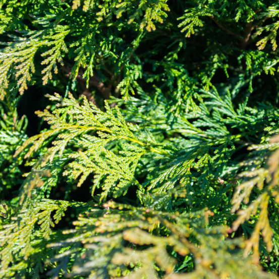 Thuya géant atrovirens - thuja plicata atrovirens 80cm en pot